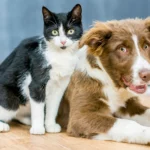 Today’s veterinarian shortage: How it could affect your dog or cat