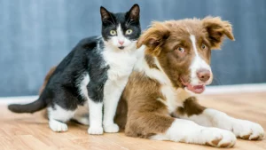 Today’s veterinarian shortage: How it could affect your dog or cat